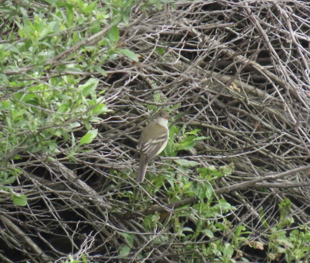Willow Flycatcher - ML636698284