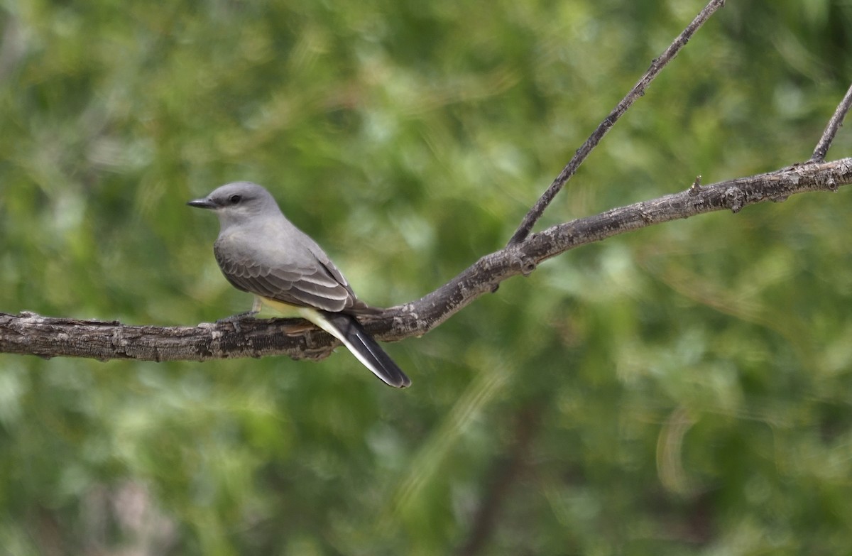 Western Kingbird - ML636698289