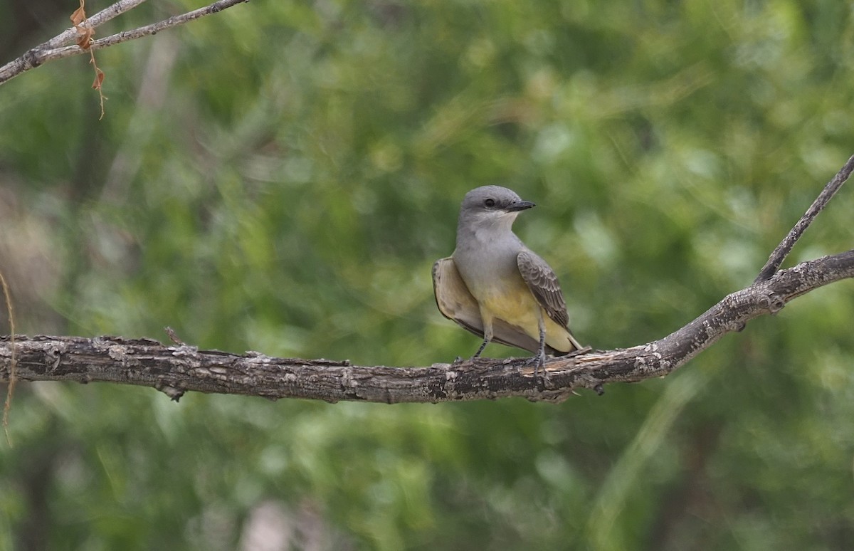 Western Kingbird - ML636698293