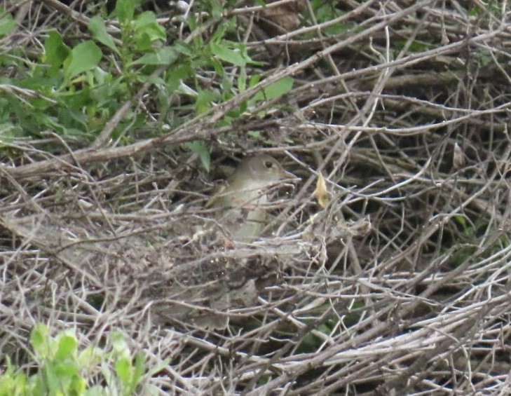 Willow Flycatcher - ML636698299