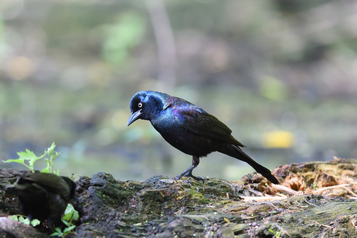 Common Grackle - ML636698304