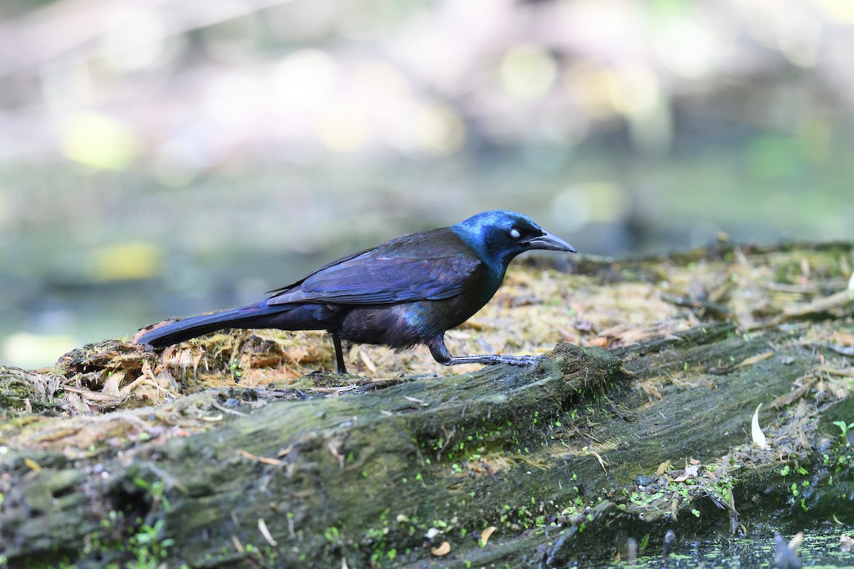 Common Grackle - ML636698305