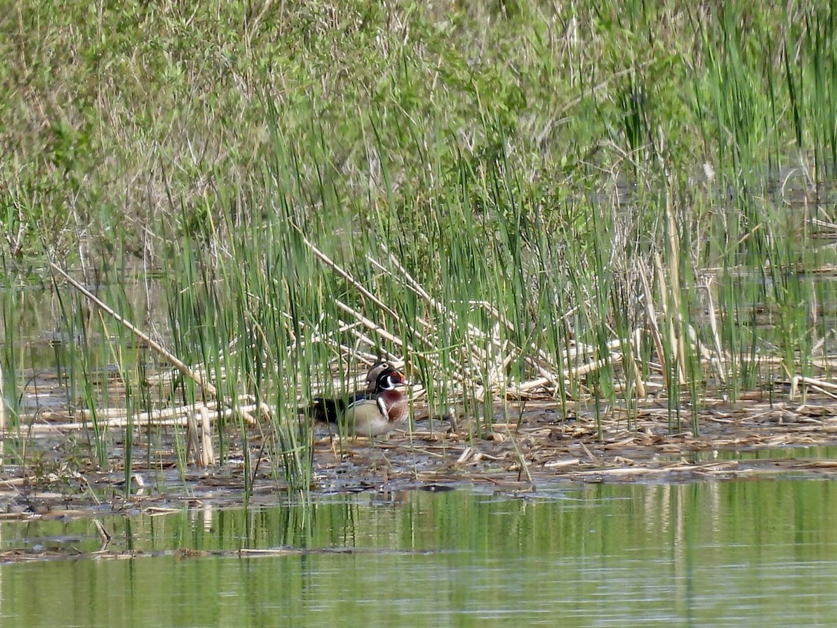 Wood Duck - ML636698313