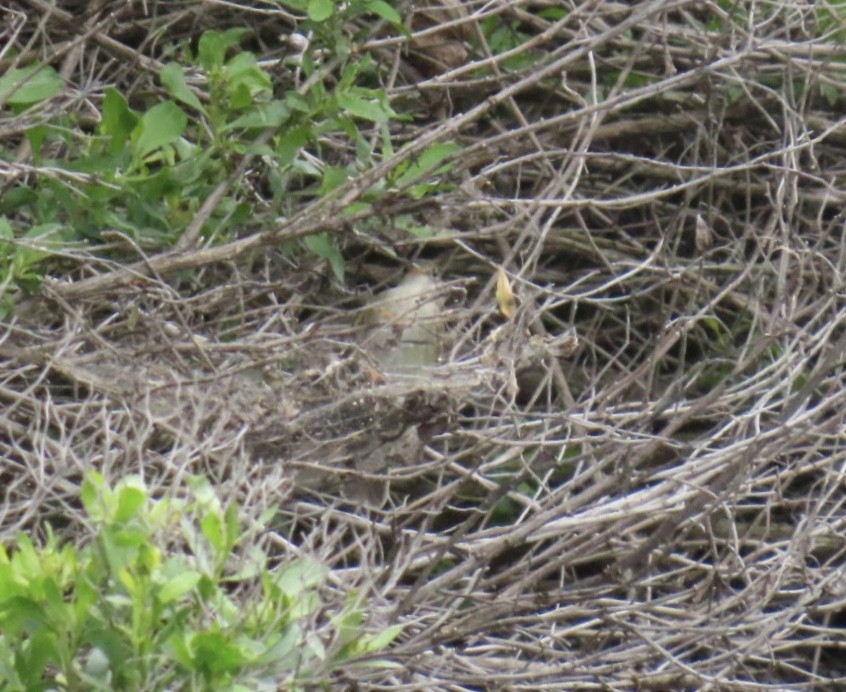 Willow Flycatcher - ML636698314