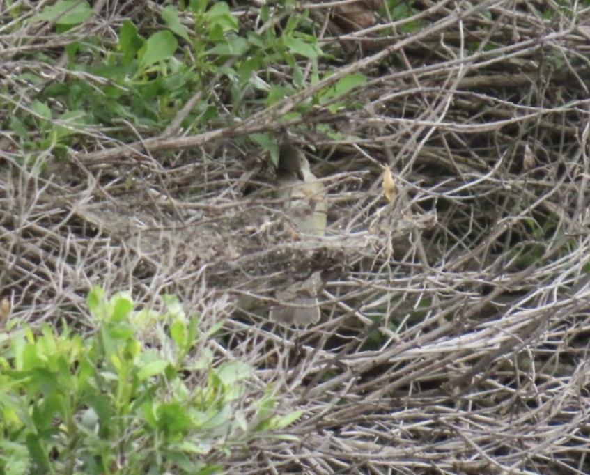 Willow Flycatcher - ML636698315
