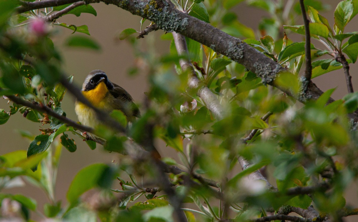 Common Yellowthroat - ML636698376
