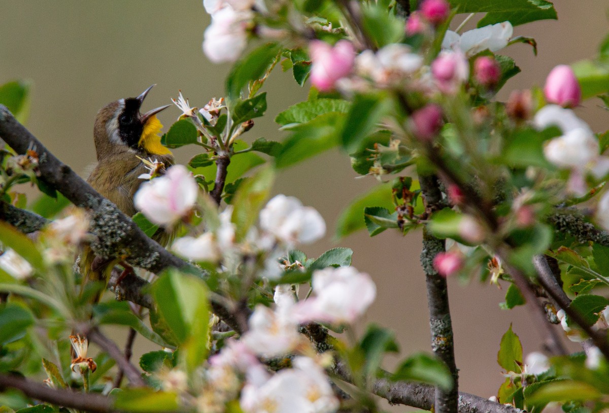 Common Yellowthroat - ML636698377