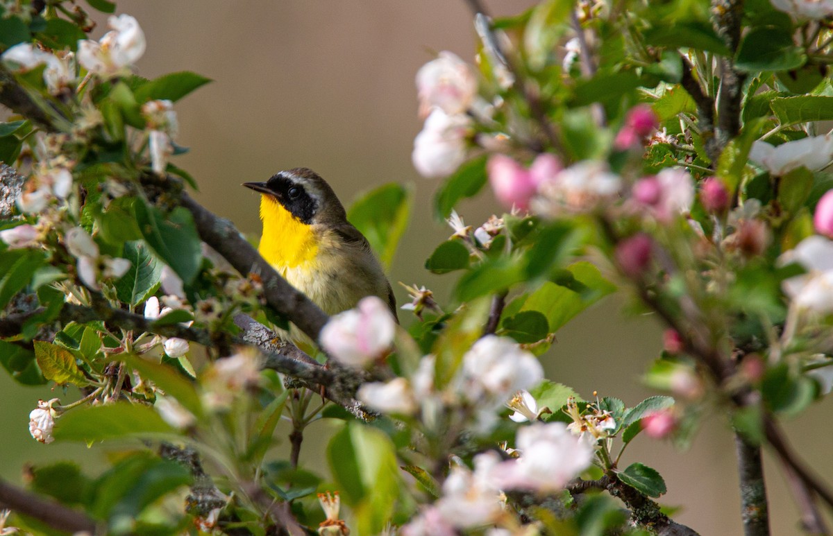 Common Yellowthroat - ML636698380