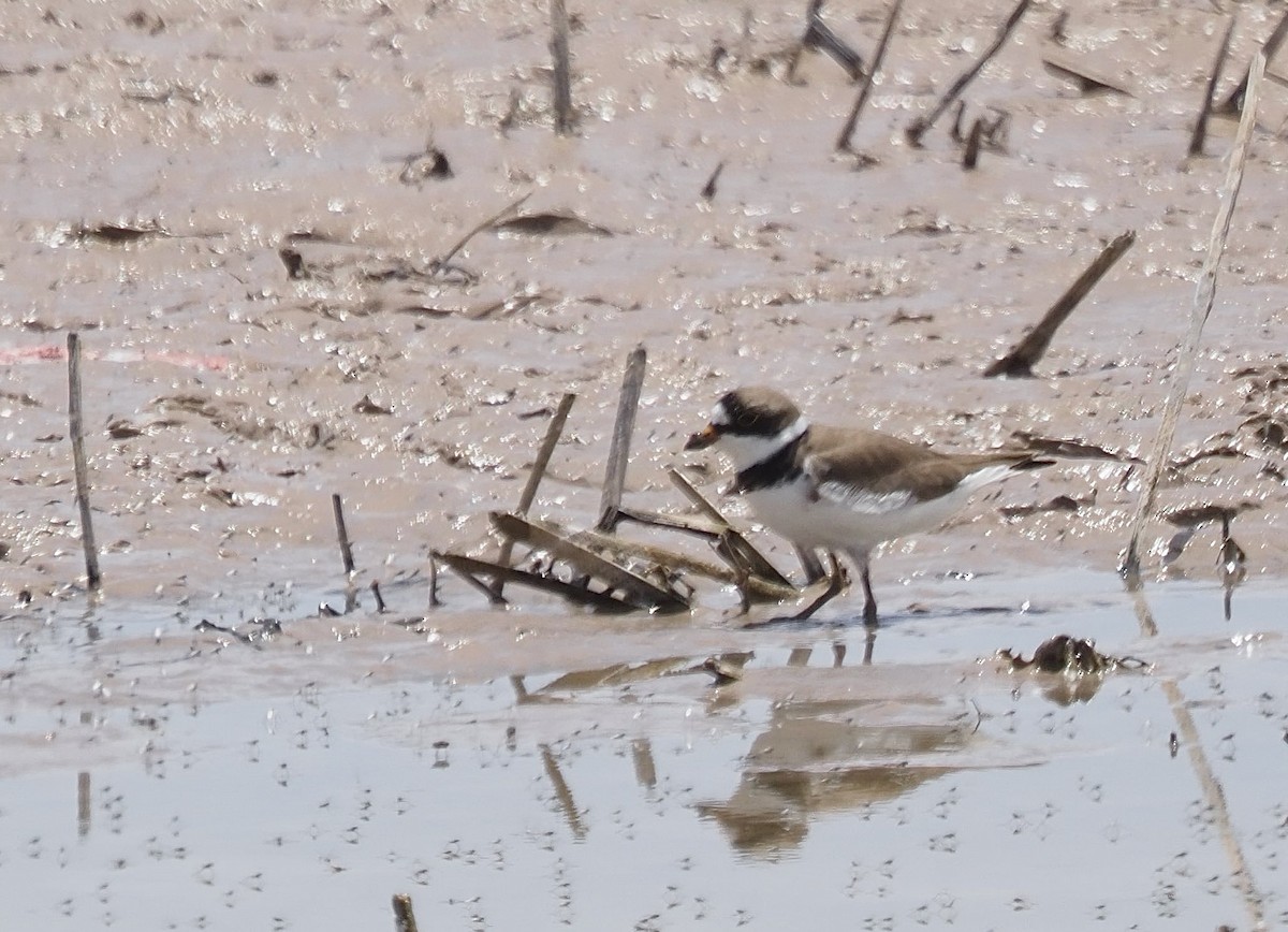 Semipalmated Plover - ML636698417