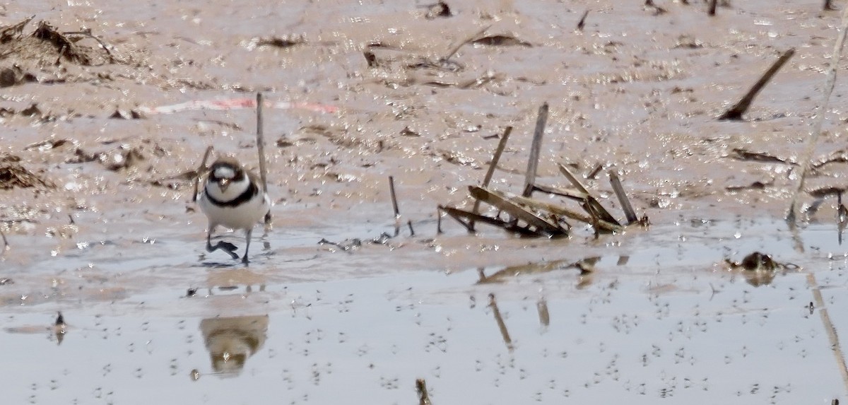 Semipalmated Plover - ML636698422