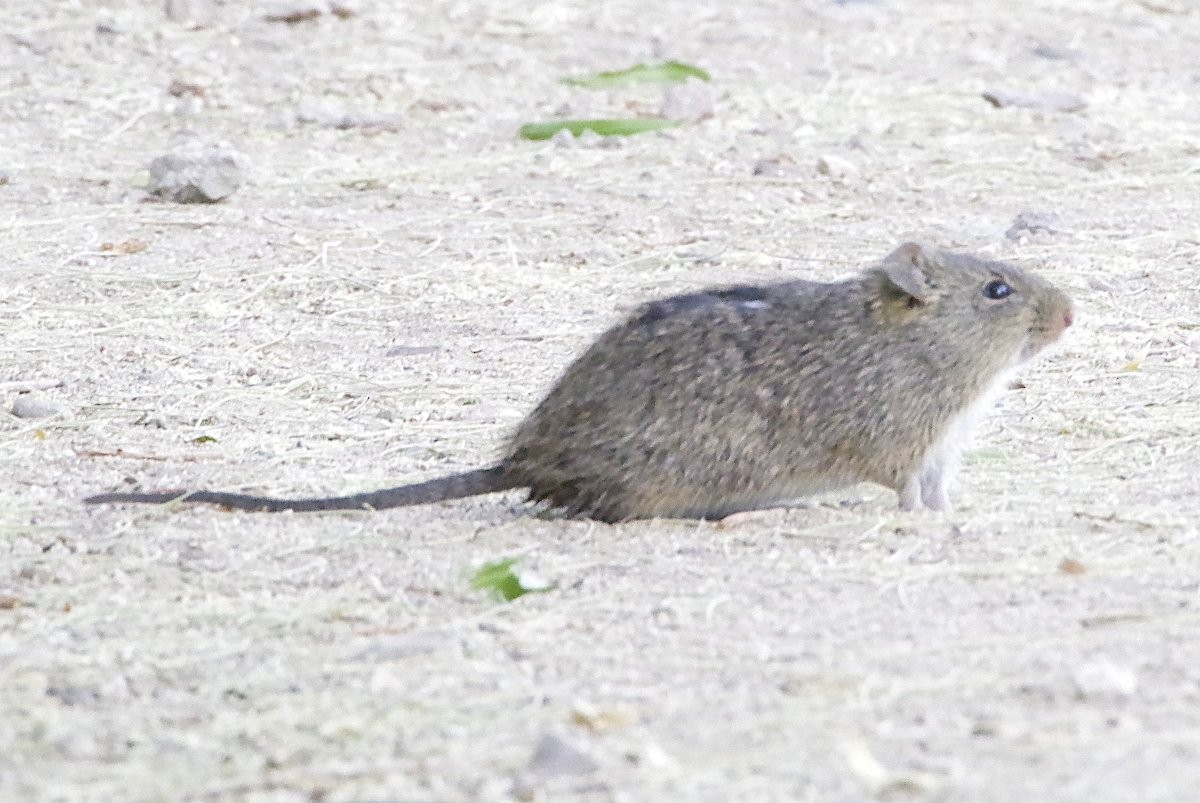 Arizona Cotton Rat - ML636698436