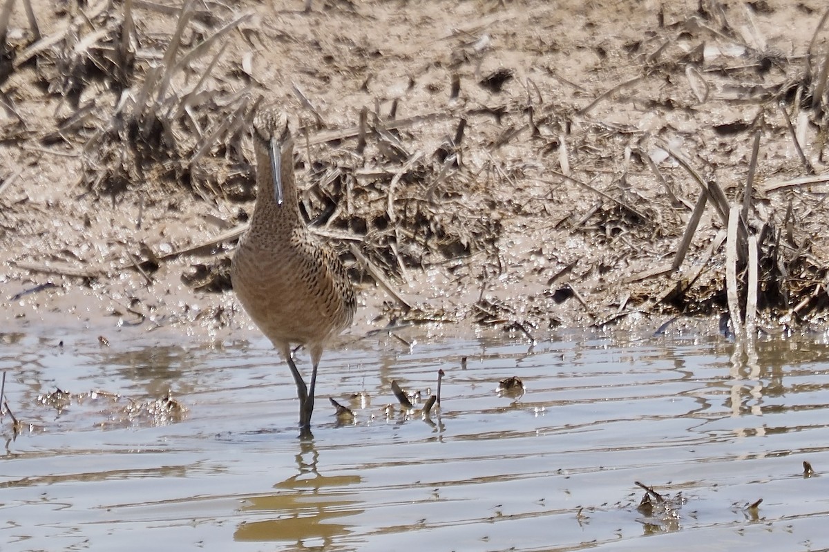 Long-billed Dowitcher - ML636698441