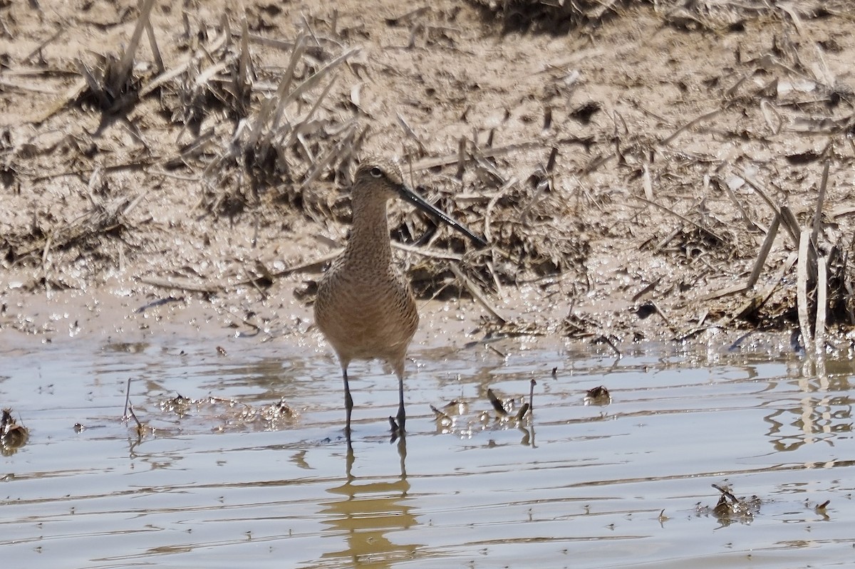 Long-billed Dowitcher - ML636698446