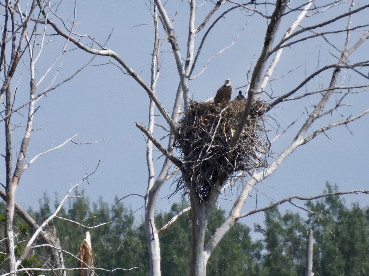 Bald Eagle - ML636698449