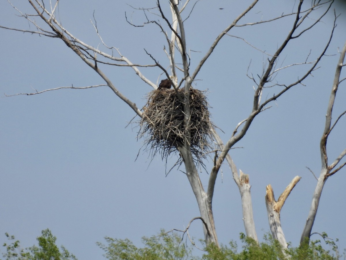 Bald Eagle - ML636698450