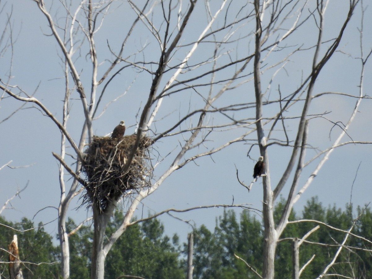 Bald Eagle - ML636698451