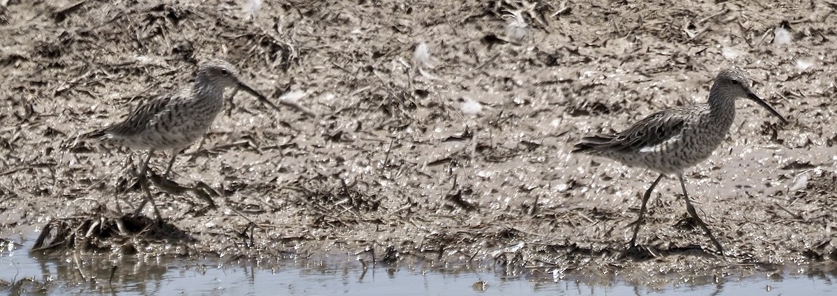 Stilt Sandpiper - ML636698472
