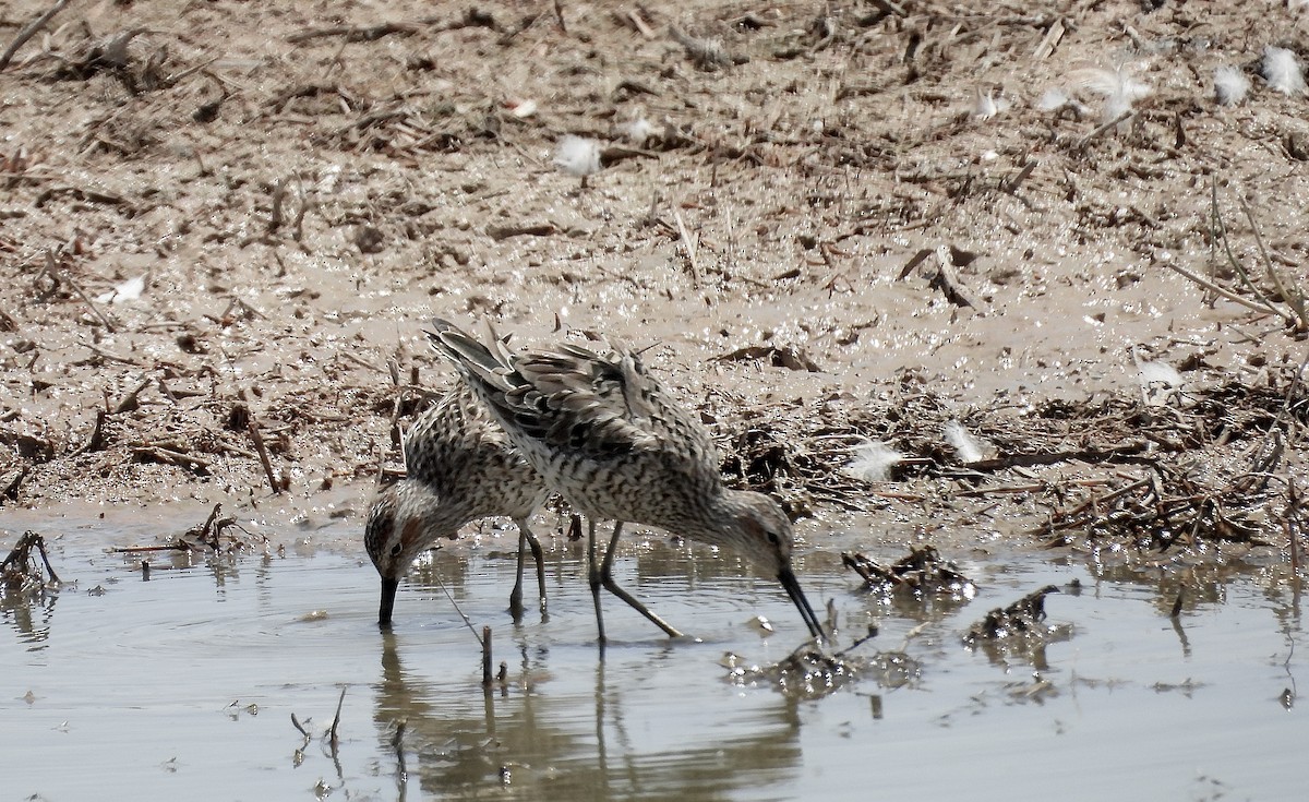 Stilt Sandpiper - ML636698478