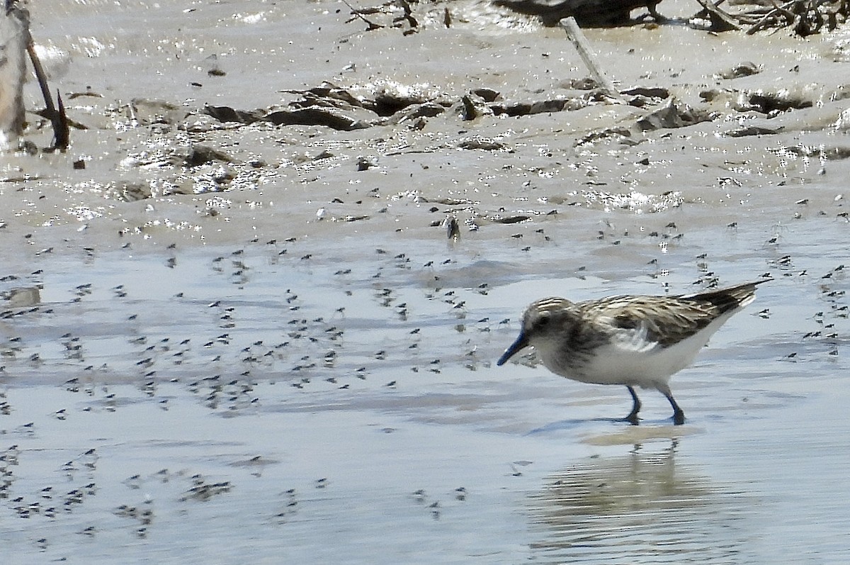 Semipalmated Sandpiper - ML636698493