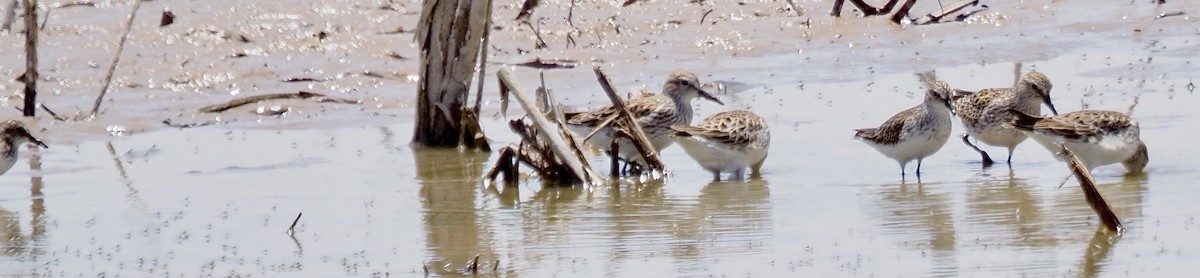 White-rumped Sandpiper - ML636698502