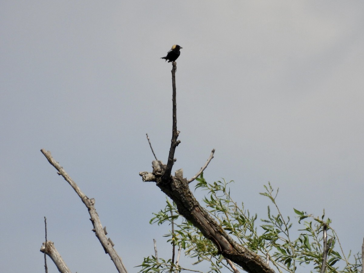 Bobolink - ML636698505