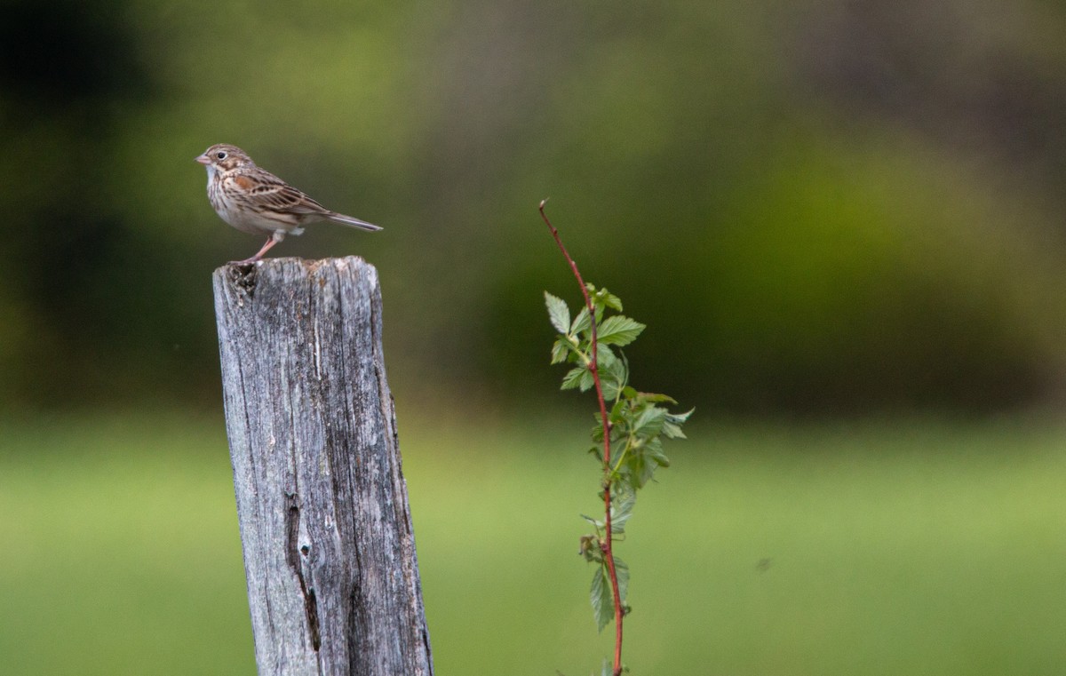 Vesper Sparrow - ML636698621