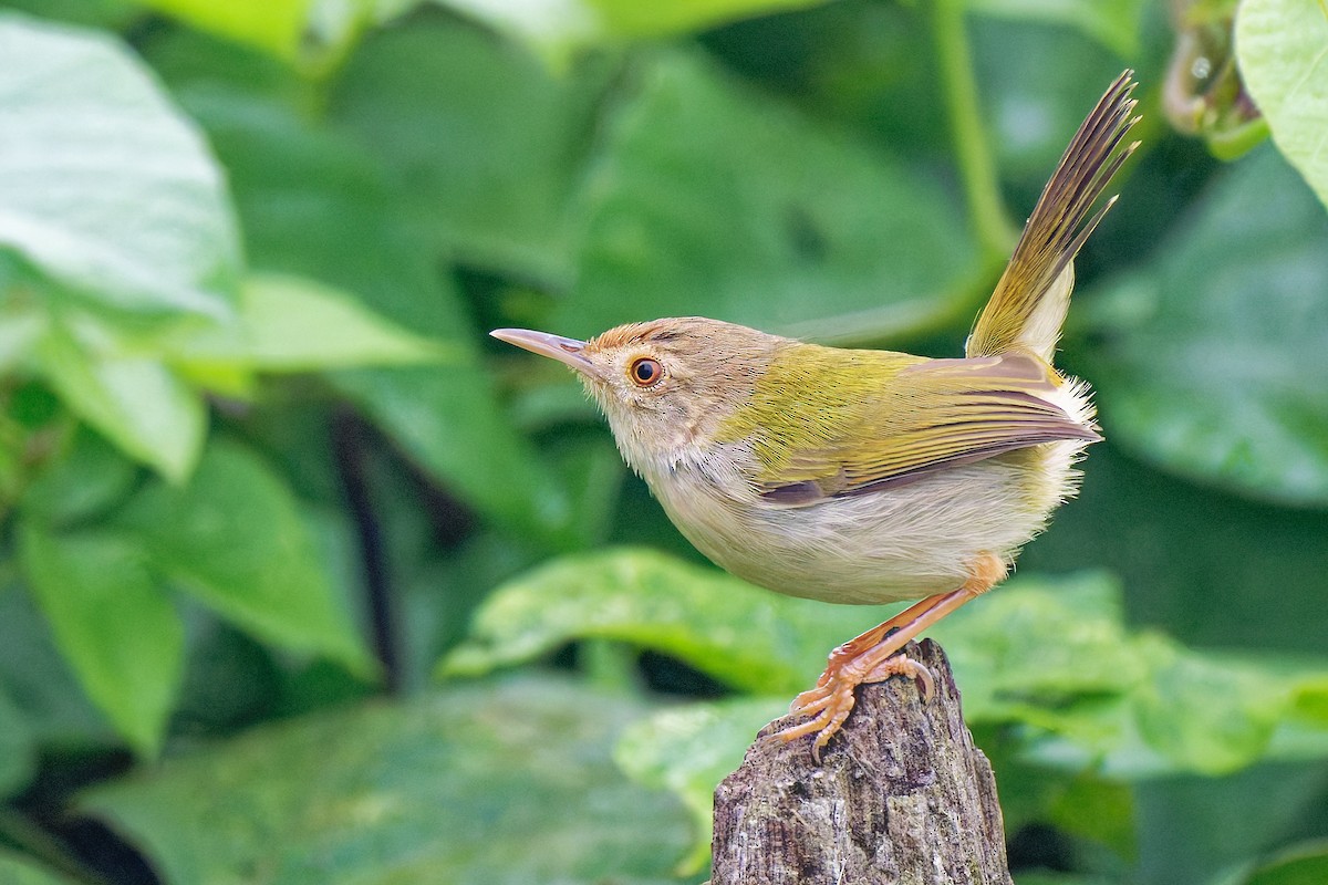 Common Tailorbird - ML636698707