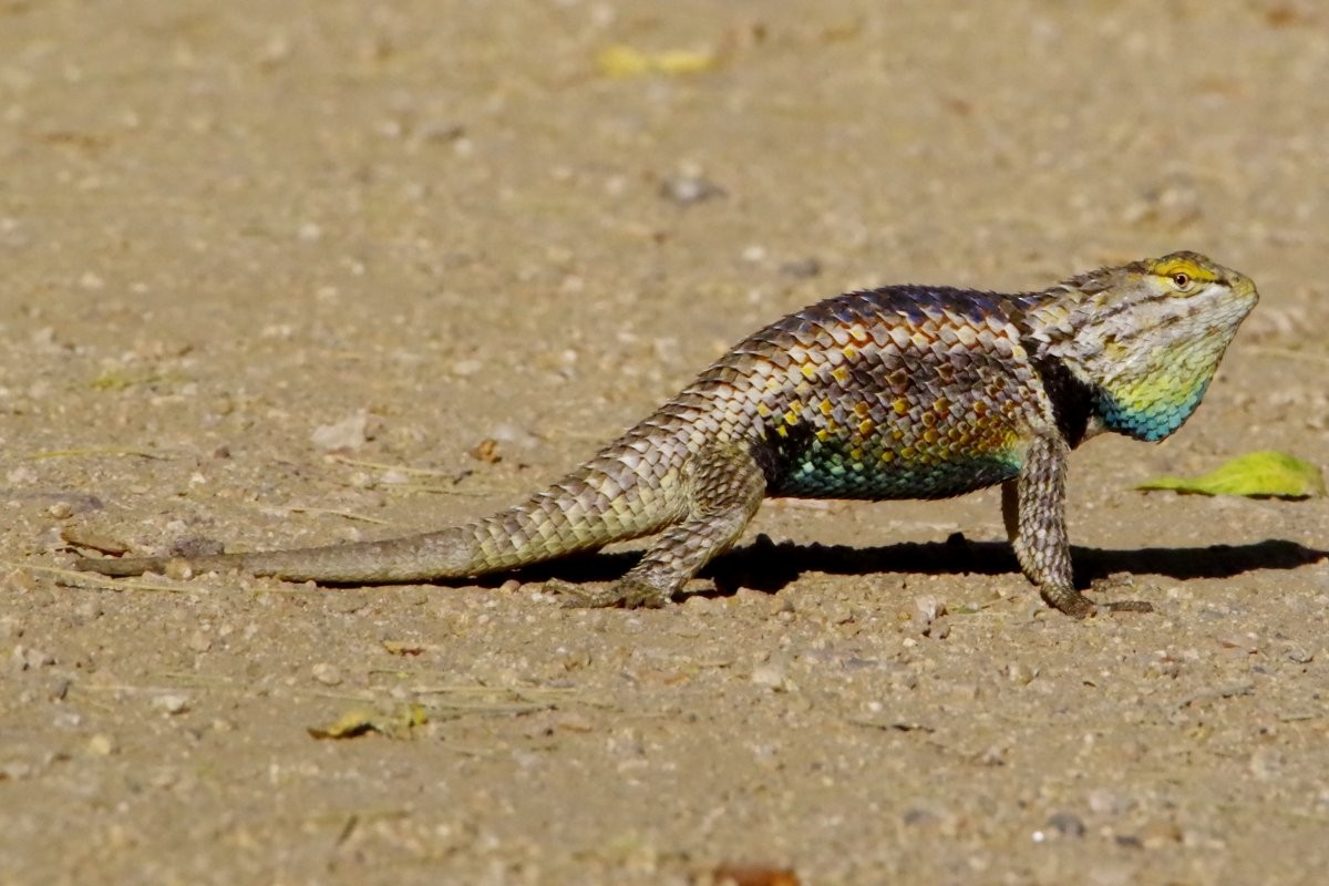 Desert Spiny Lizard - ML636698708