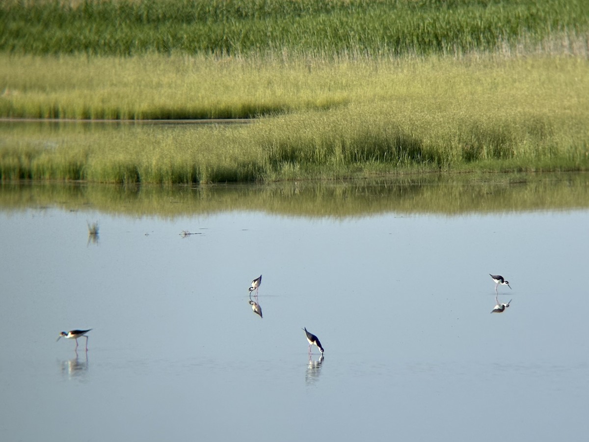 Black-necked Stilt - ML636698748