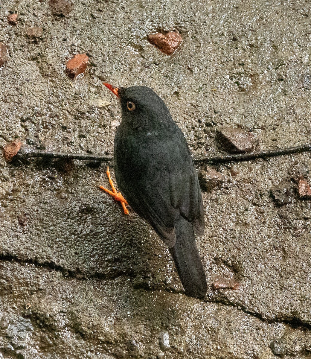 Slaty-backed Nightingale-Thrush - ML636698807