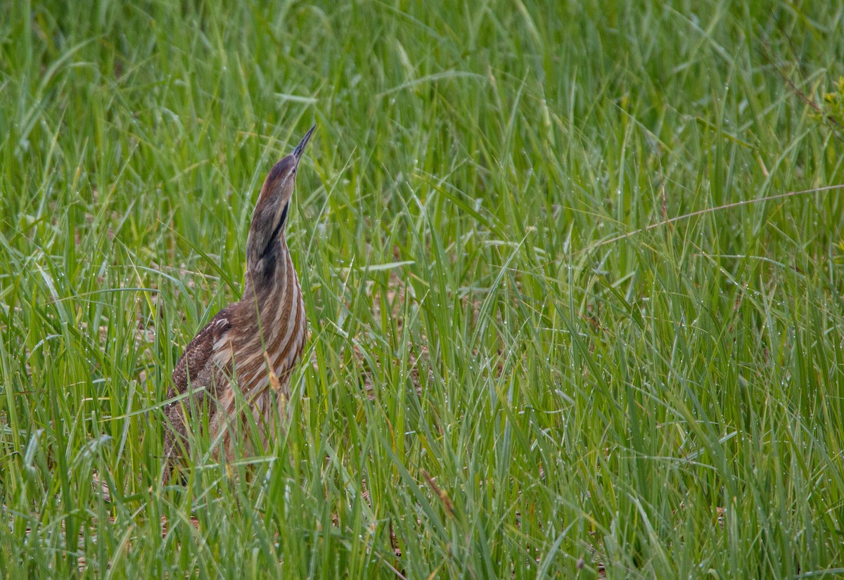 American Bittern - ML636698901