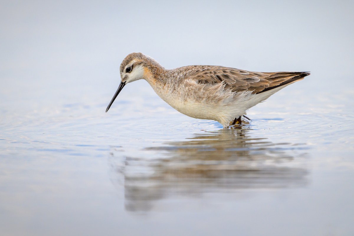 Phalarope de Wilson - ML636698976