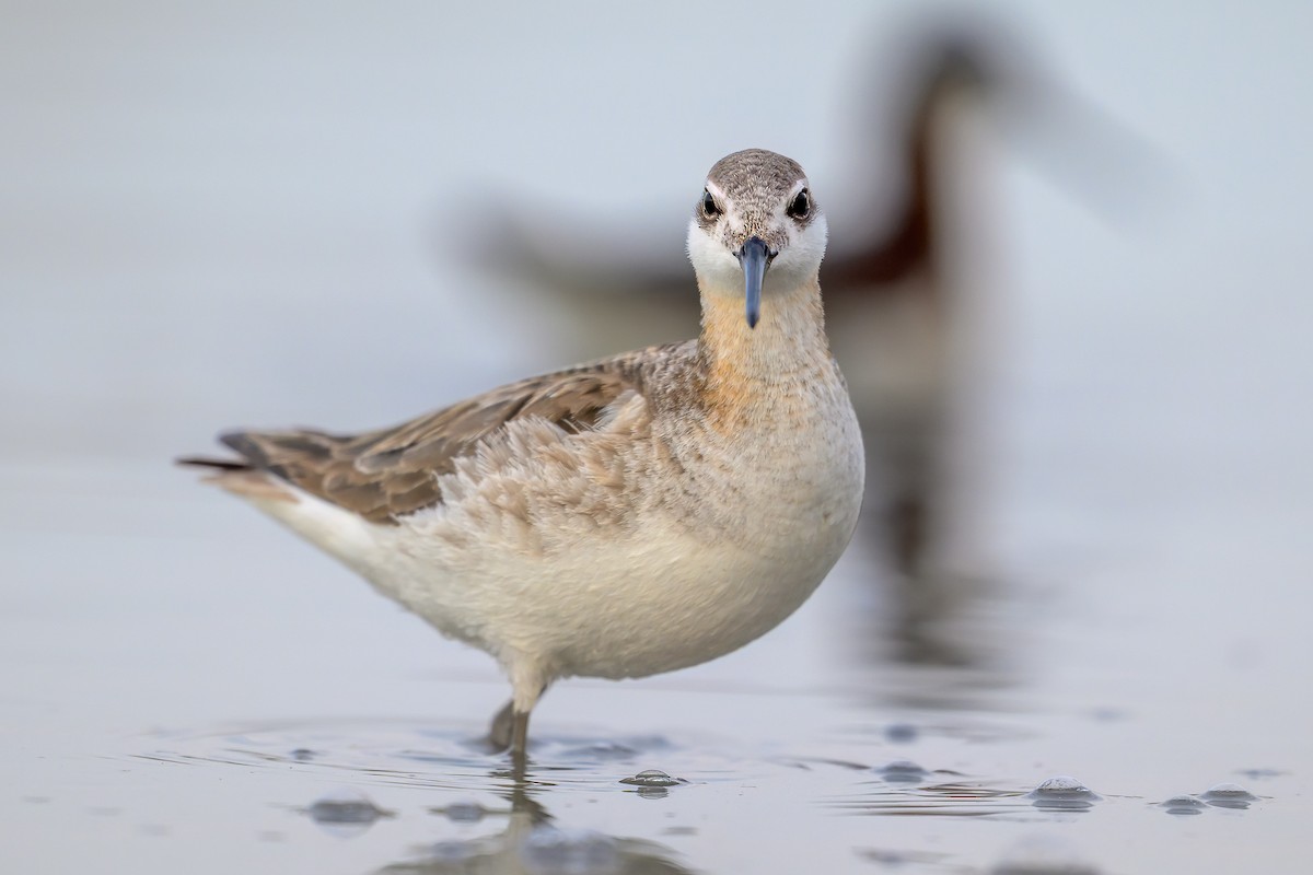 Phalarope de Wilson - ML636698977