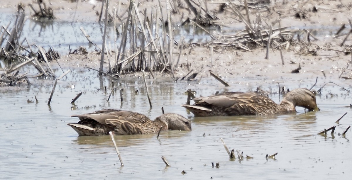 Mexican Duck - ML636699009