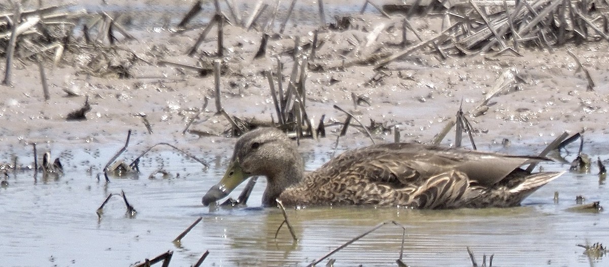 Mexican Duck - ML636699012