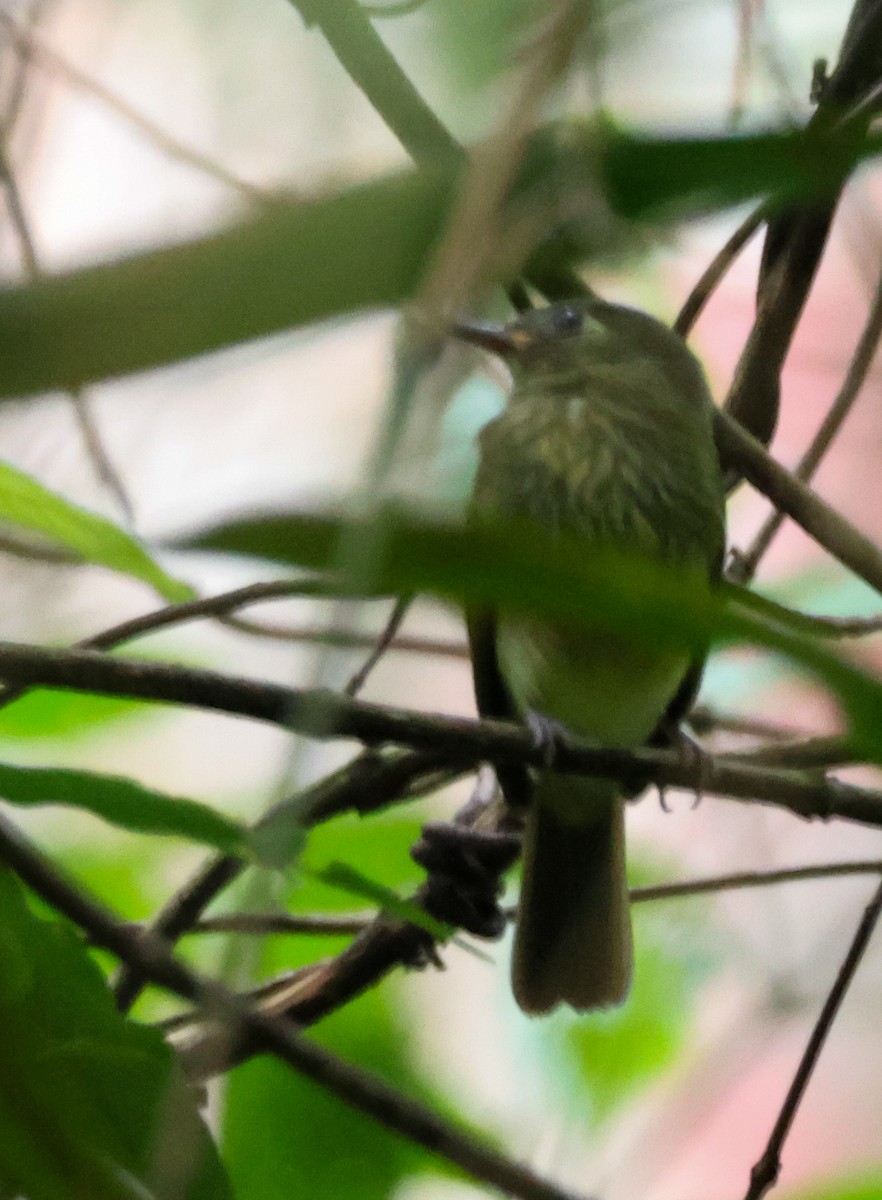 Olive-striped Flycatcher - ML636699049