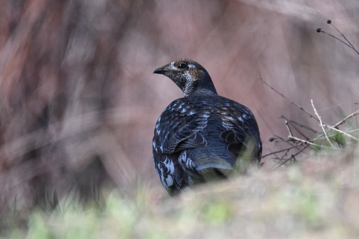 Sooty Grouse - ML636699063