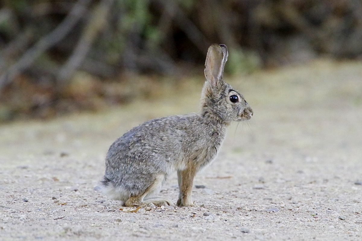 Desert Cottontail - ML636699119