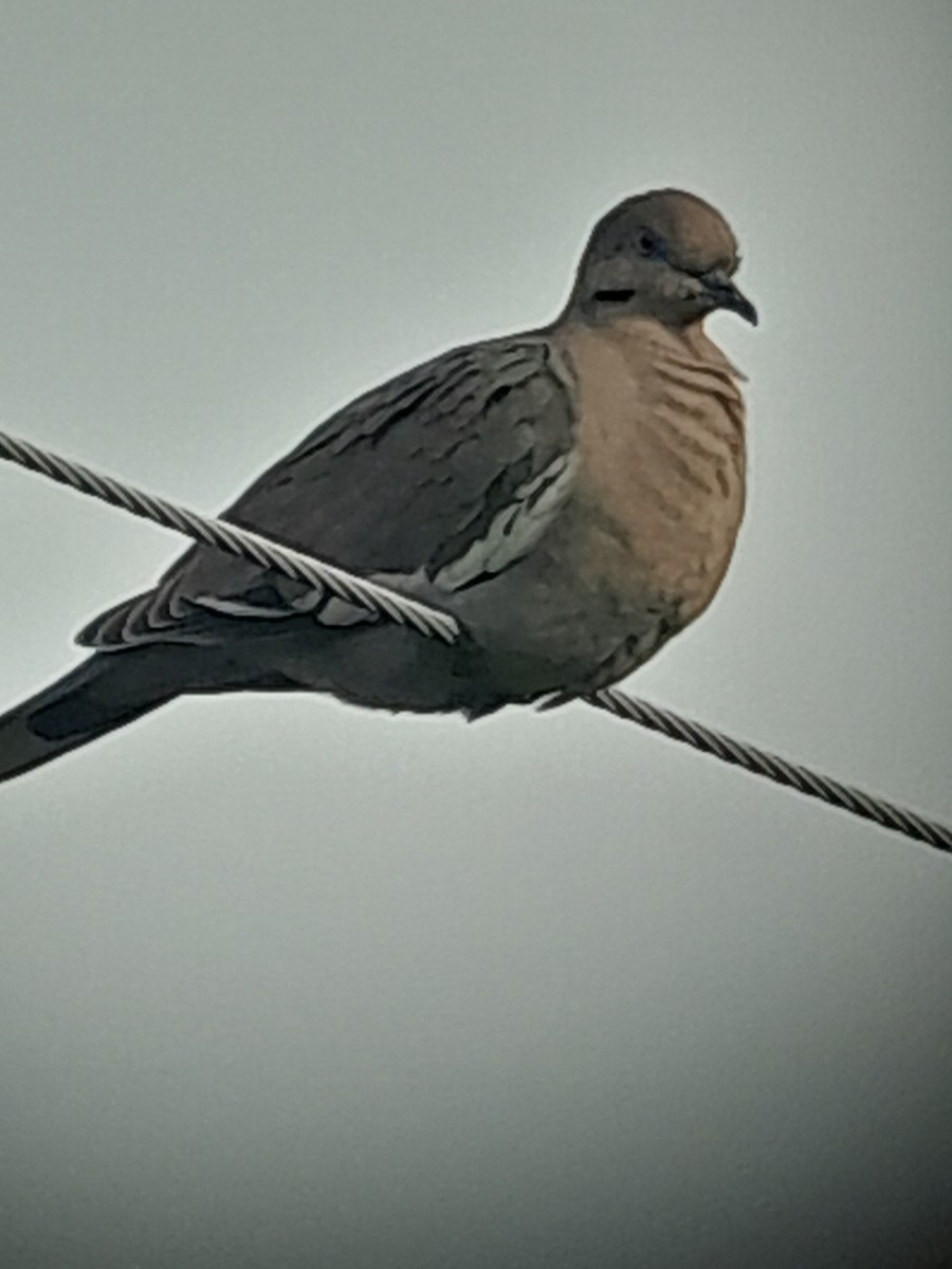 White-winged Dove - ML636699151