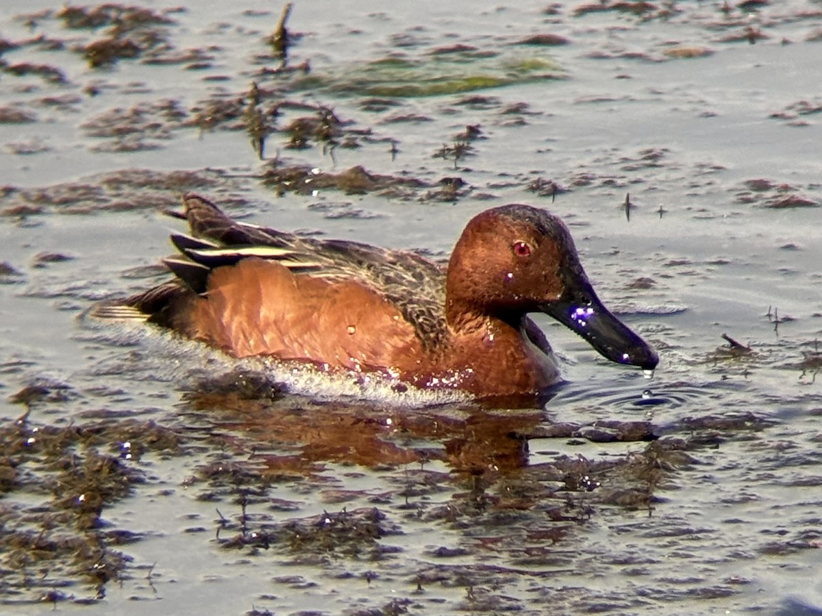 Cinnamon Teal - ML636699248