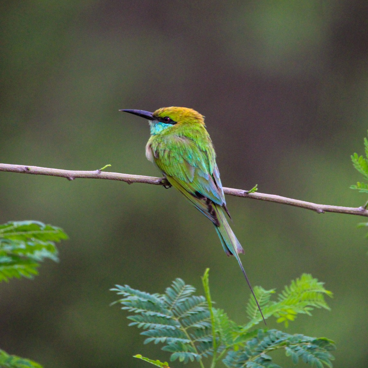 Asian Green Bee-eater - Trivedi Gvn