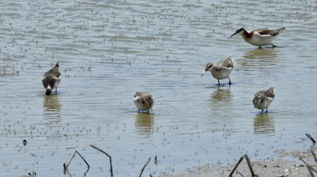 Wilson's Phalarope - ML636699285