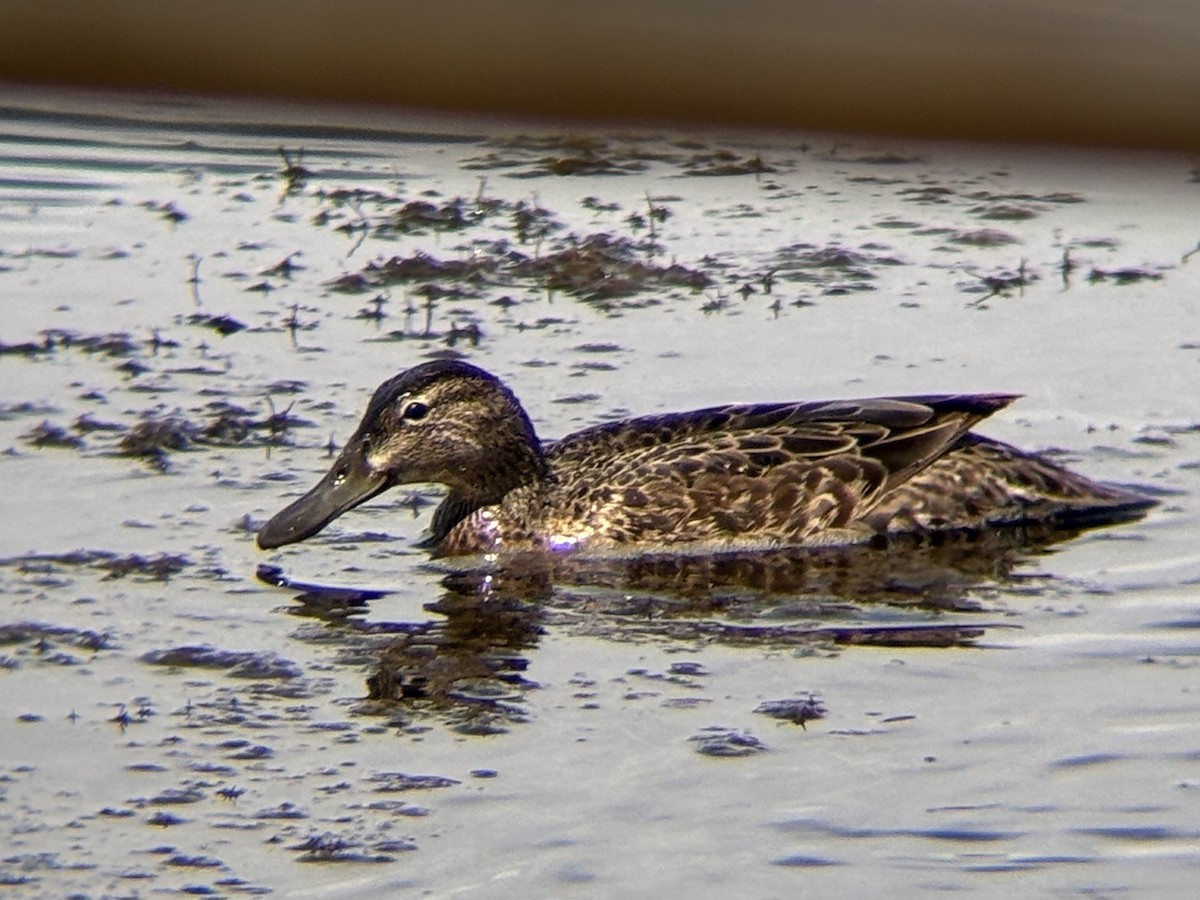 Cinnamon Teal - ML636699335