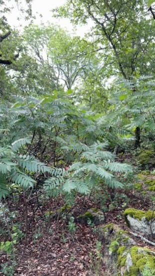 Tufted x Black-crested Titmouse (hybrid) - ML636699403