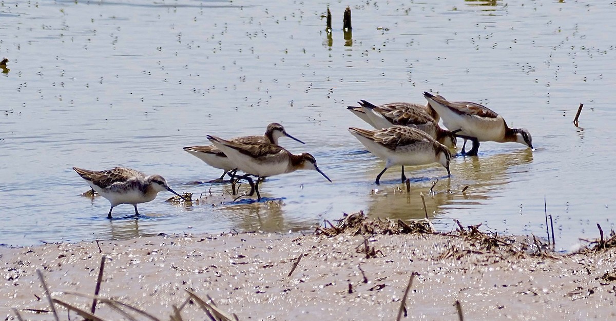 Wilson's Phalarope - ML636699429