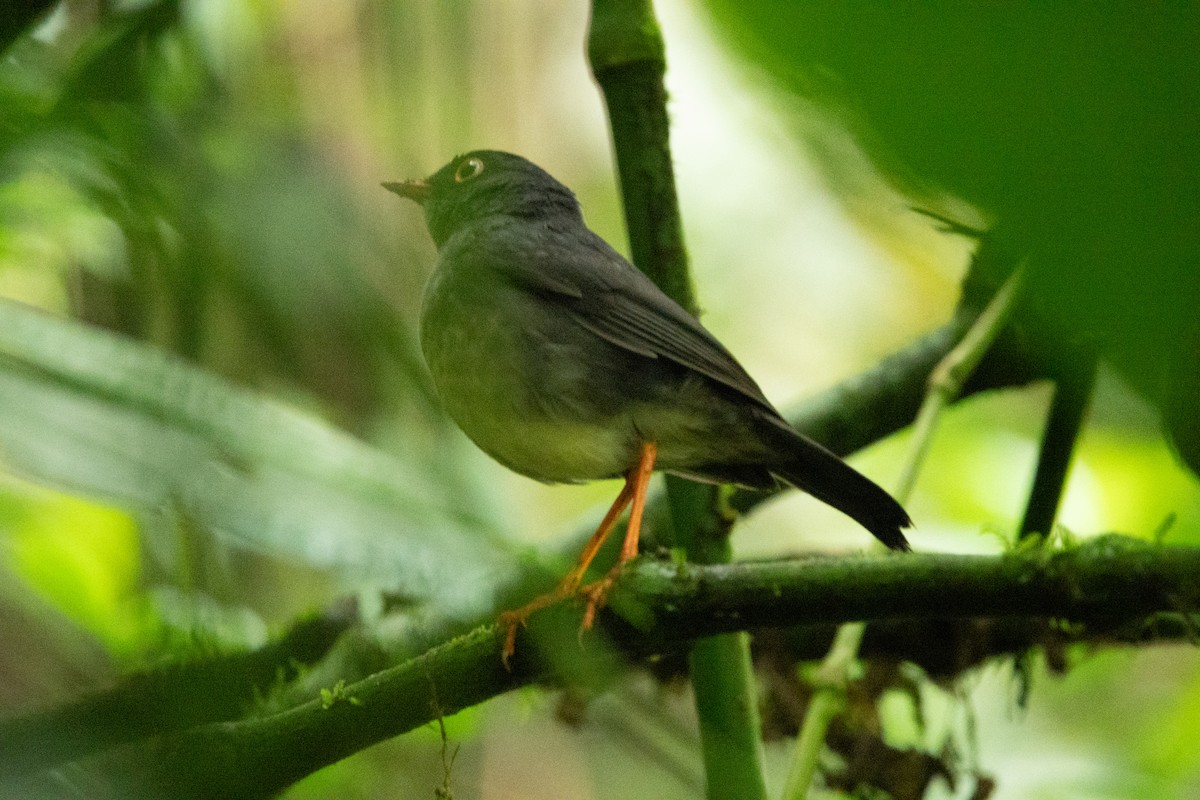 Slaty-backed Nightingale-Thrush - ML636699454