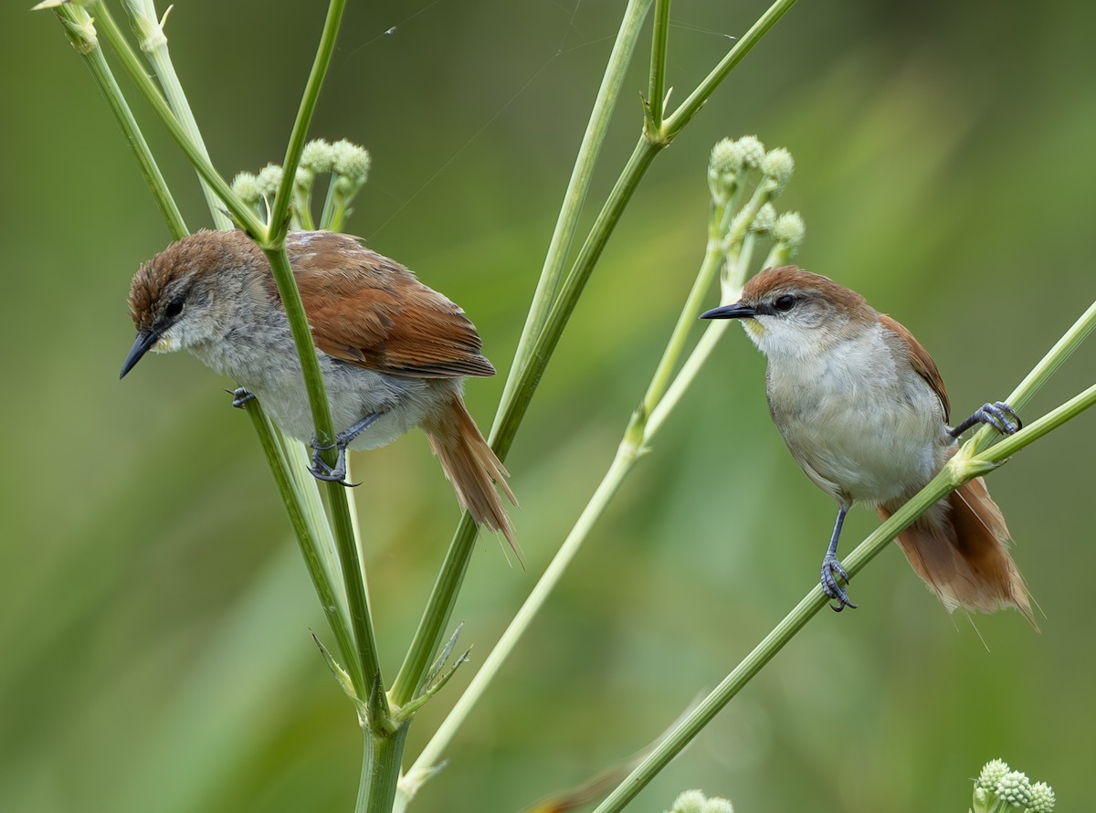 Yellow-chinned Spinetail - ML636699464