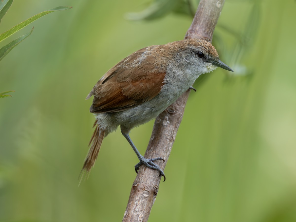 Yellow-chinned Spinetail - ML636699465