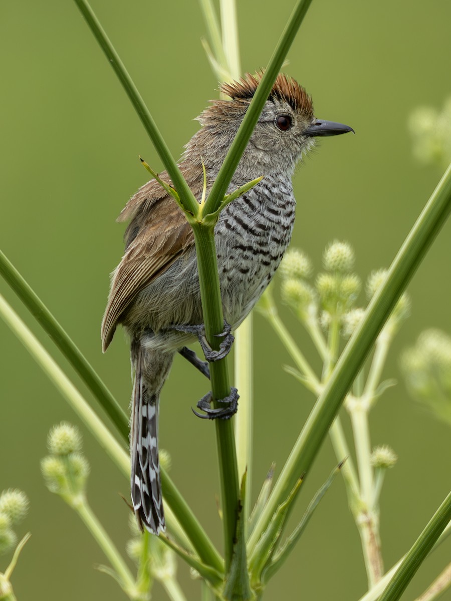 Rufous-capped Antshrike - ML636699468