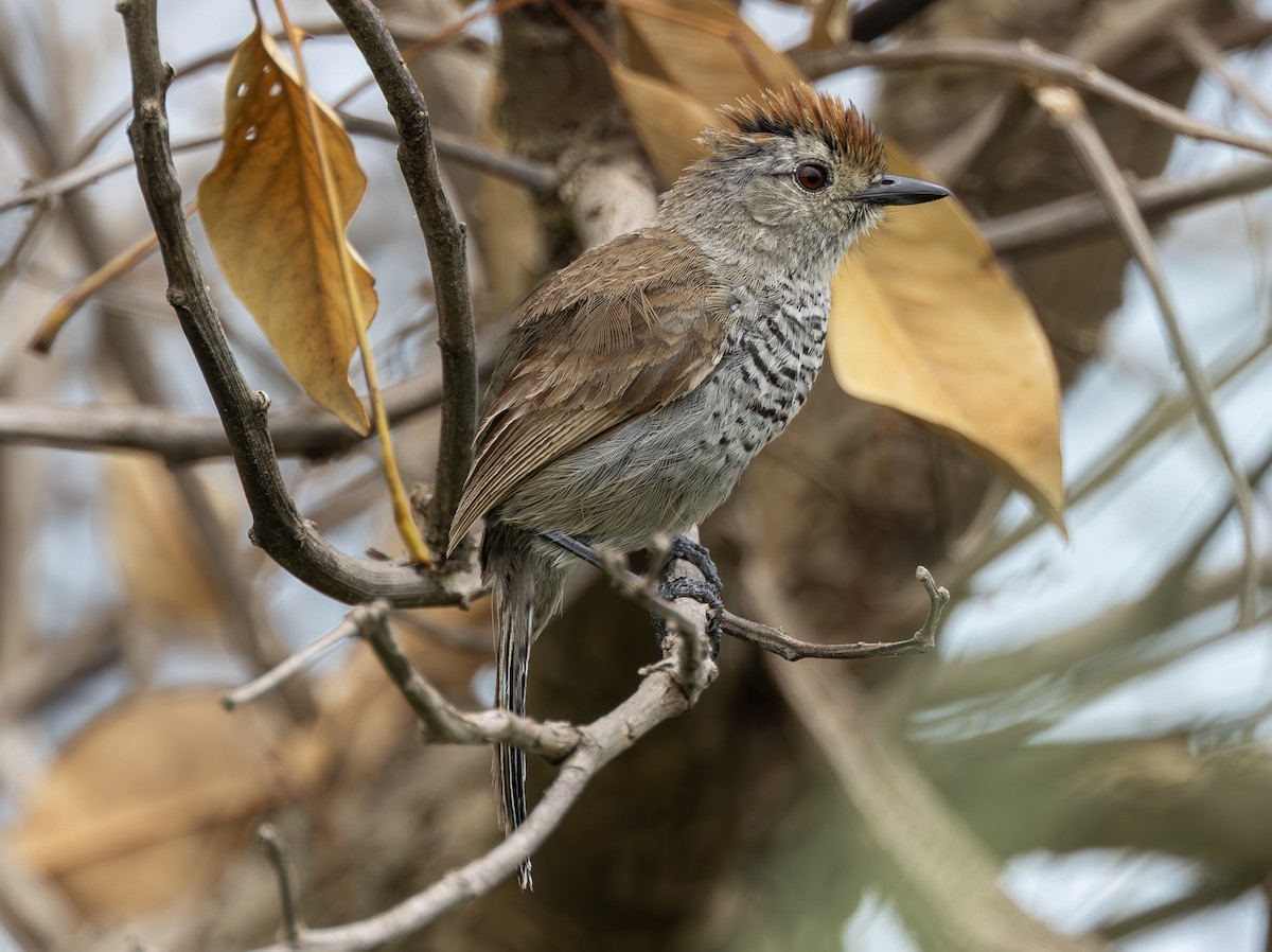 Rufous-capped Antshrike - ML636699483
